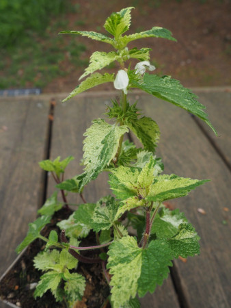 Lamium album ´STRÄHNCHEN1